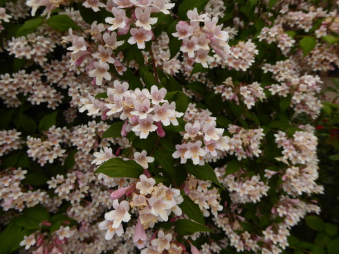 Rüdesheim am Rhein Hildegard von Bingen Rüdesheim am Rhein Hildegard von Bingen
