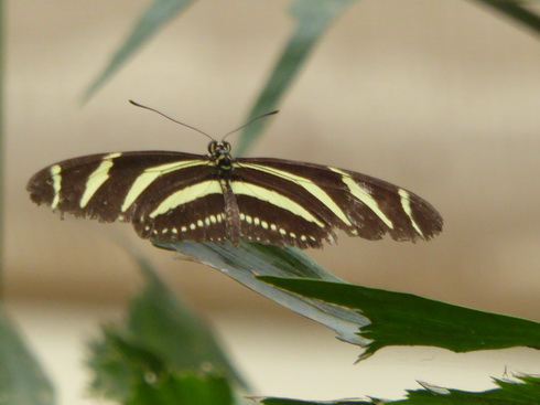 Garten der  Schmetterlinge Schloss Sayn Garten der  Schmetterlinge Schloss Sayn
