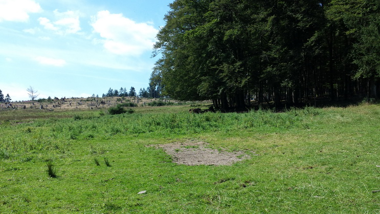 Wisent Wisentgehege Wisentwelt Wittgenstein