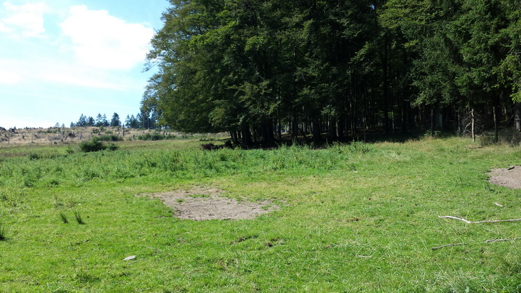 Wisent Wisentgehege Wisentwelt Wittgenstein