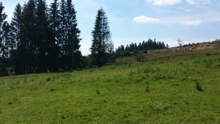 Wisent Wisentgehege Wisentwelt Wittgenstein