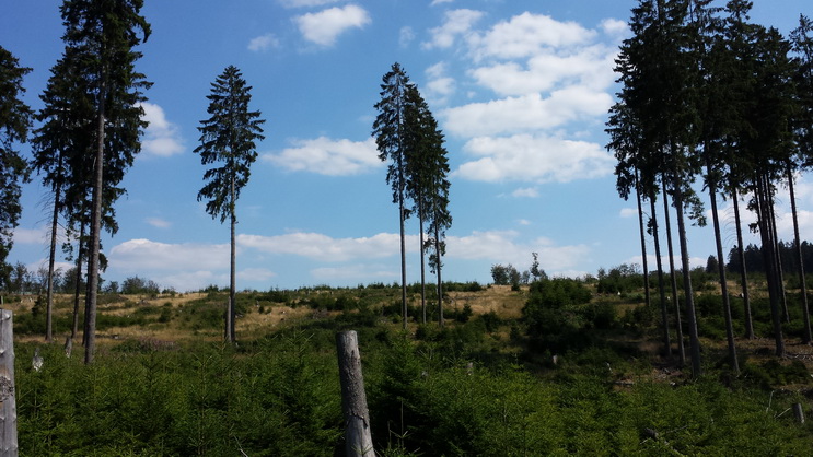 Wisent Wisentgehege Wisentwelt Wittgenstein
