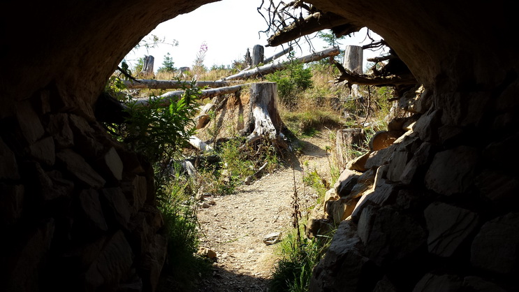 Wisent Wisentgehege Wisentwelt Wittgenstein