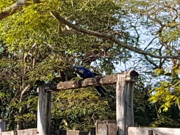 POUSADA-Xaraes-Boatsafari