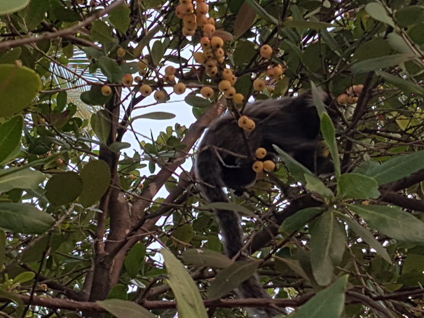 Ttivolieco resort bahia de salvador brazil 