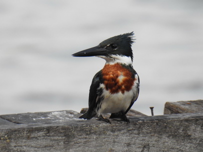 kingfisher Amazon Kingfisher