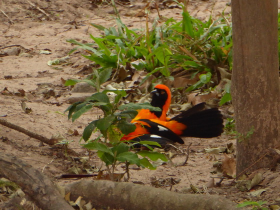   Joao-Pinto Troupial Joao-Pinto Troupial 