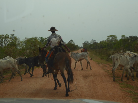 Pantanal Pantanal Gaucho 