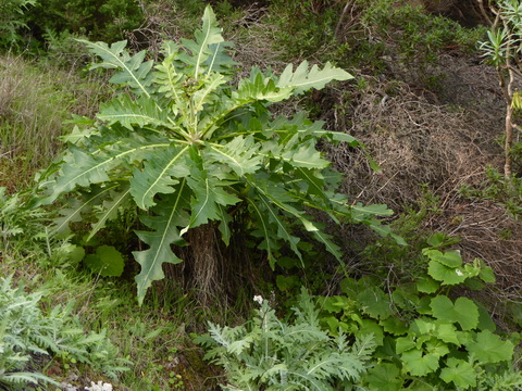 &nbsp;&nbsp;Gomera San sebastian Roque Columbus Gomera