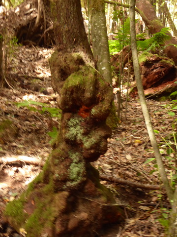 &nbsp;&nbsp;Gomera San sebastian Roque Columbus Gomera