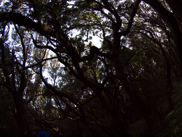 Gomera Inselwandern in den Lorbeerwaeldern