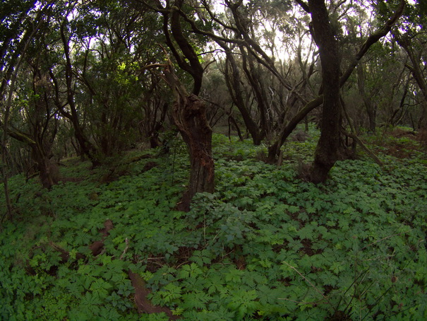 Gomera Inselwandern in den Lorbeerwaeldern Baumheidewälder