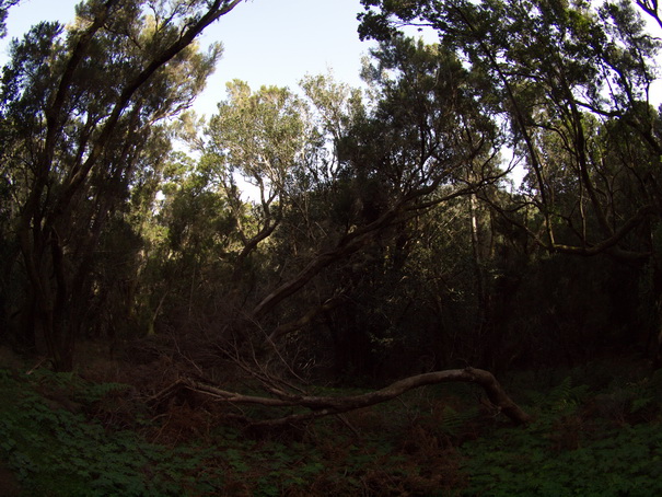 Gomera Inselwandern in den Lorbeerwaeldern Baumheidewälder