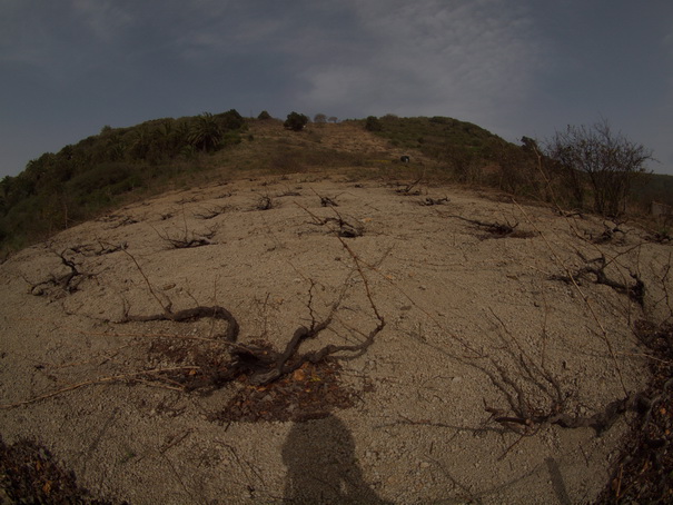 Gomera Inselwandern in den Lorbeerwaeldern Baumheidewälder wein Kanarenwein