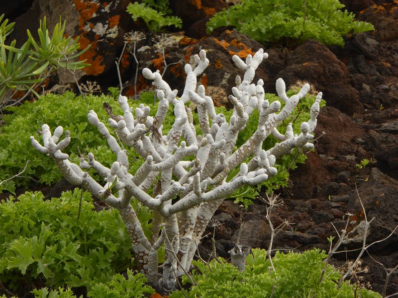 Küstenwanderung La Maceta nach Las PuntasKüstenwanderung La Maceta nach Las Puntas