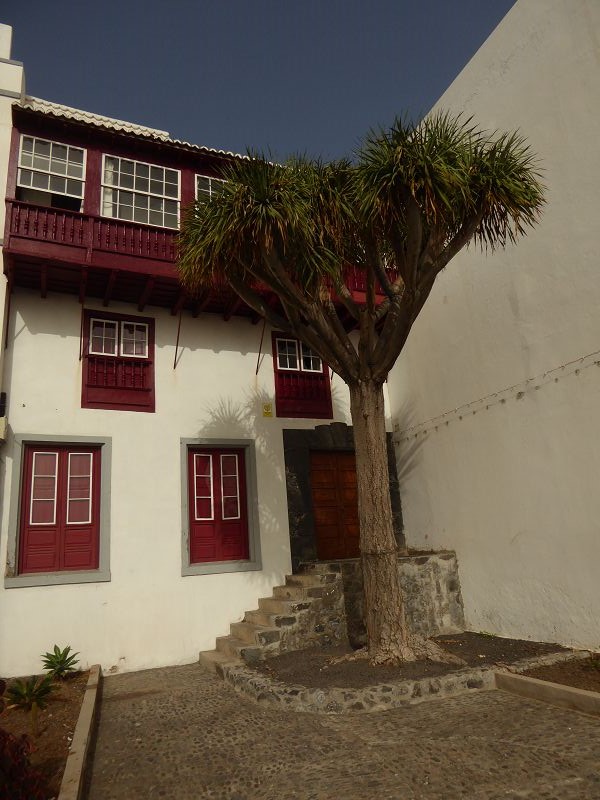 La Palma Santa Cruz de la Palma El Drago