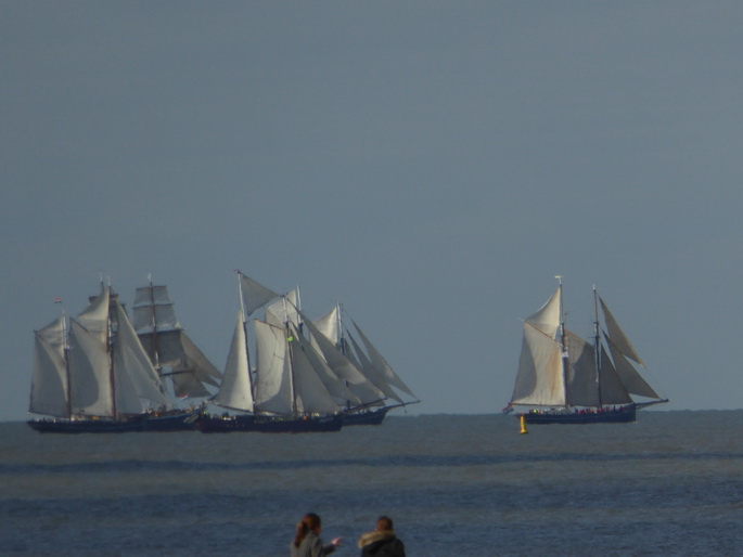 Scheveningen Seesterne nach dem Sturm Seestern