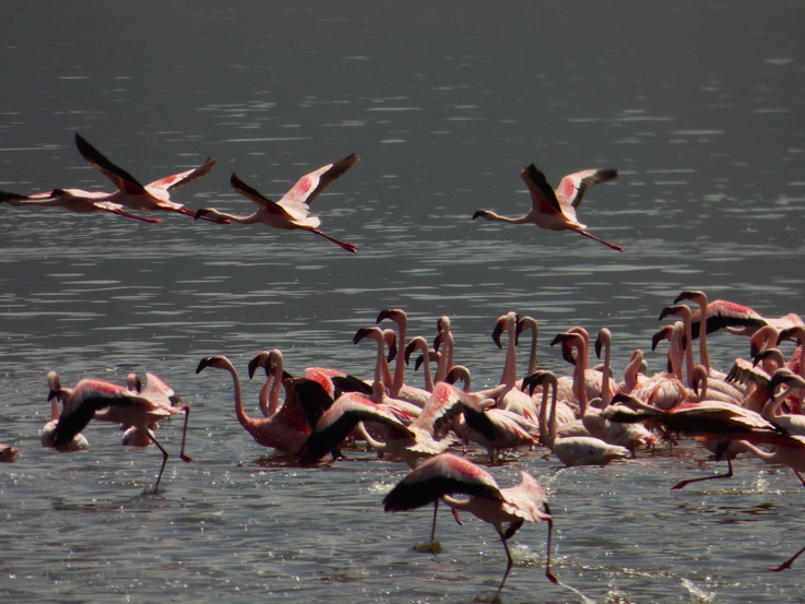   Lake Bogoria   Kenia   Hot Springs  Bogoria Lake Kenia   Lake Bogoria   Kenia   Hot Springs 