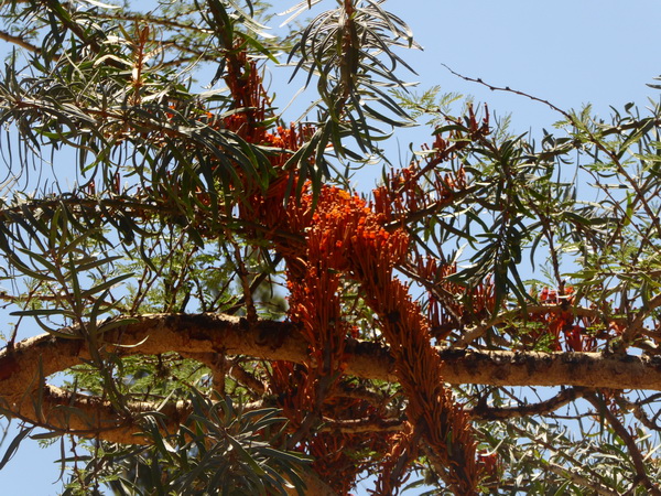 Sweetwaters  Kenia  National Park Hotel Sweetwaters Serena Camp, Mount Kenya National Park