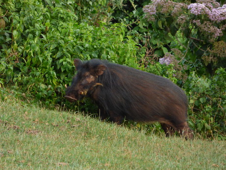 The Ark in Kenia Aberdare National Park BushpigsThe Ark in Kenia Aberdare National Park Bushpigs