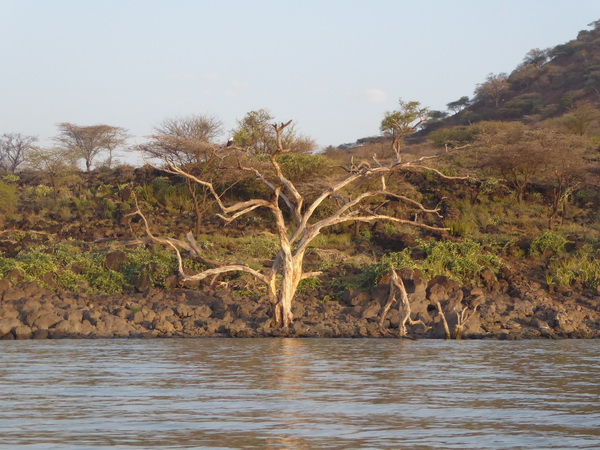 Kenia Lake Baringo Island Camp Boatsafari Fischeagle