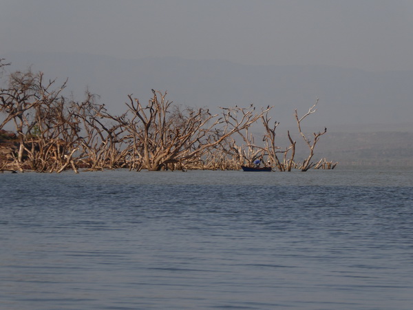 Kenia Lake Baringo Island Camp Goliath Heron