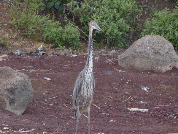 Kenia Lake Baringo Island Camp Goliath Heron