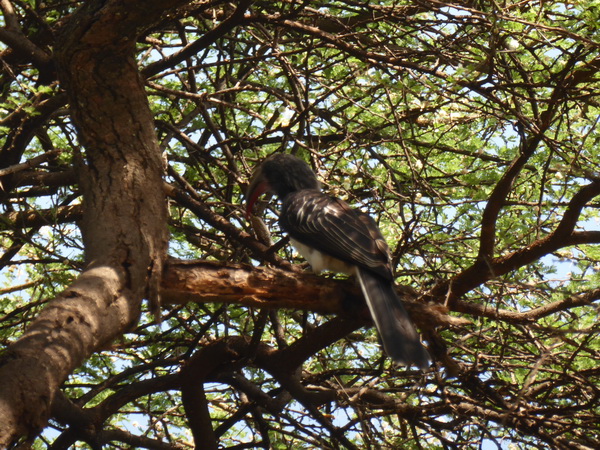 Kenia Lake Baringo Island Camp bird