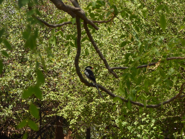 Kenia Lake Baringo Island Camp Pool
