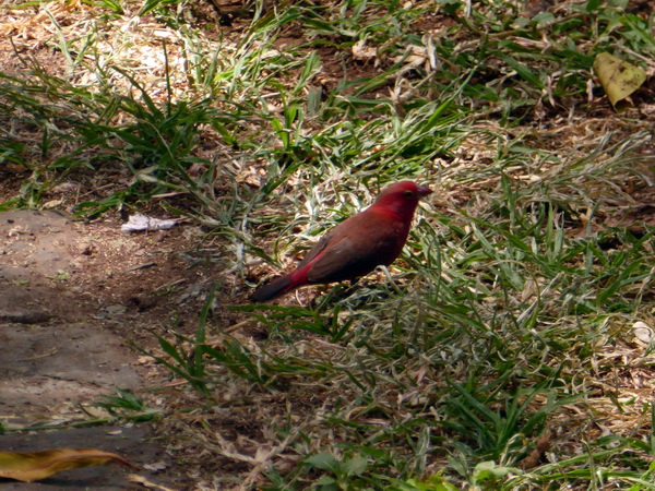 Kenia Lake Baringo Island Camp Blutfink