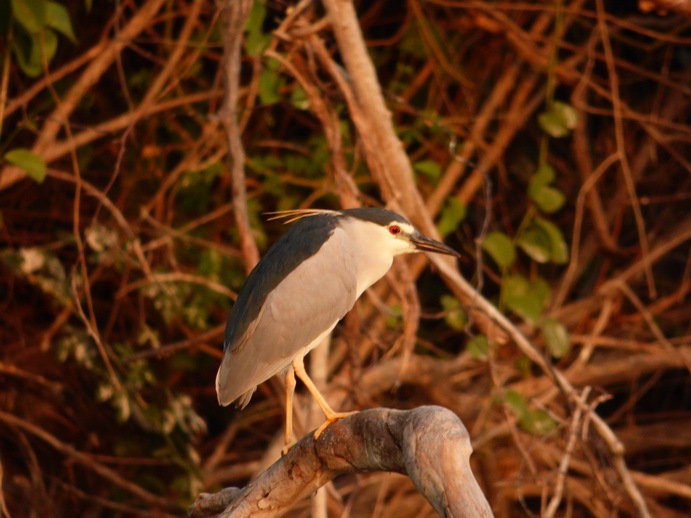 Kenia Lake Baringo Island Camp Sunrise