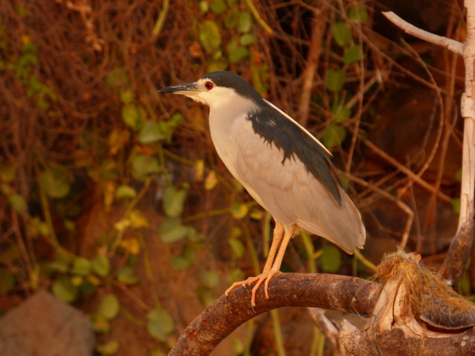 Kenia Lake Baringo Island Camp Sunrise heron