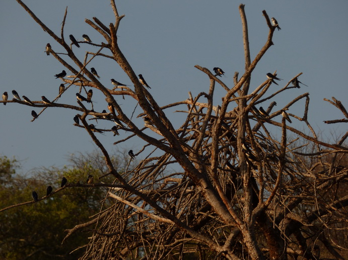  Kenia  Lake Baringo swallows
