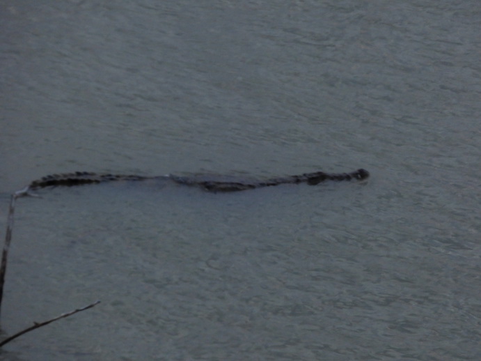 Lake Baringo Croc is coming look for some tiny Goat