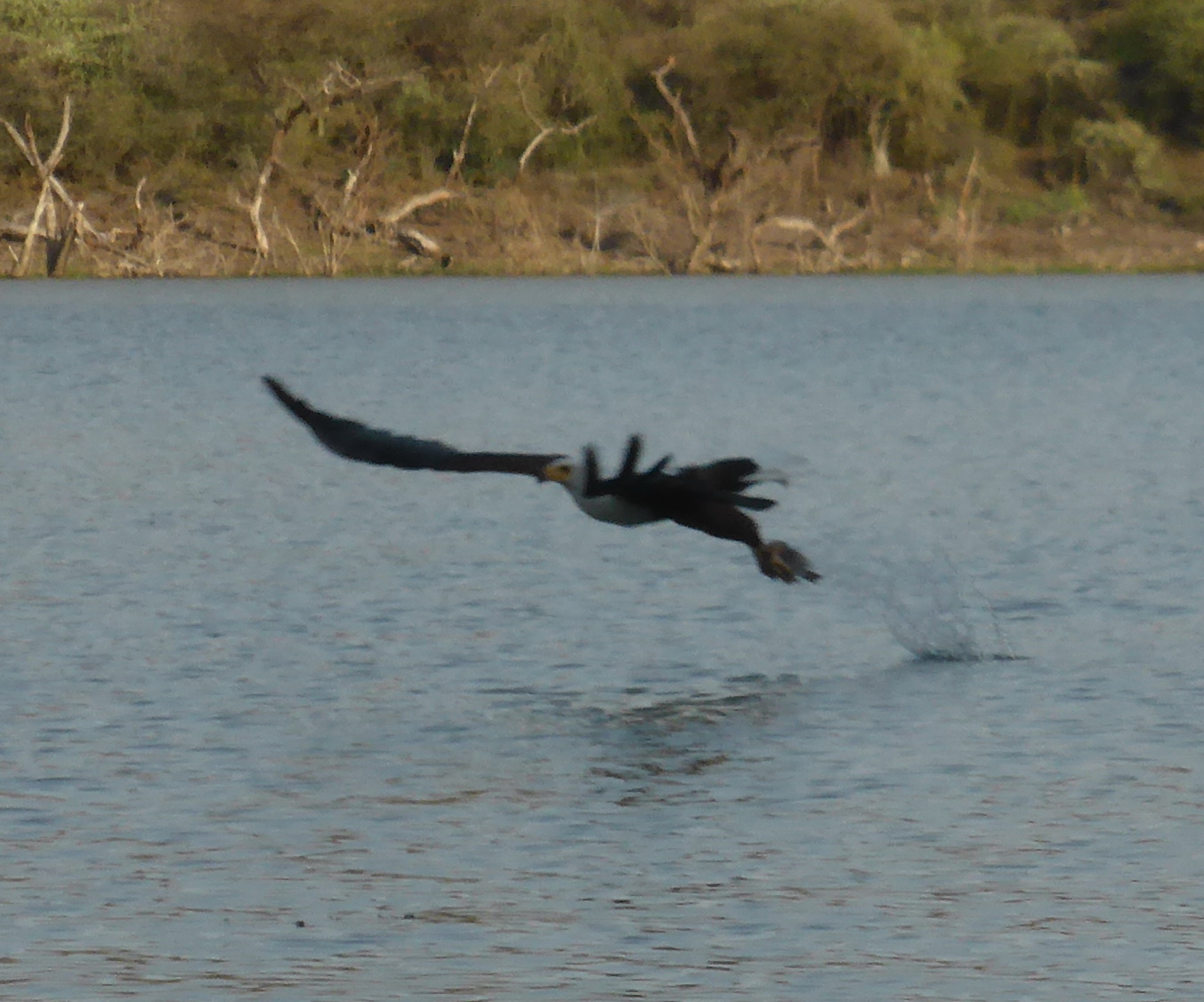 Kenia Lake Baringo Island Camp Fisheagel catching the Fish