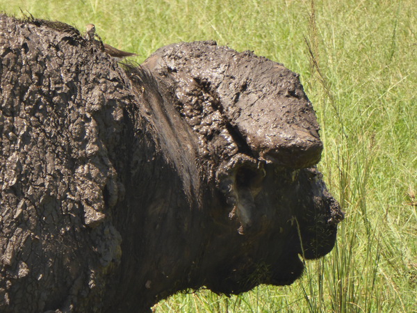   Masai Mara  Nyati BuffaloMasai Mara  Masai Mara  Nyati Buffalo