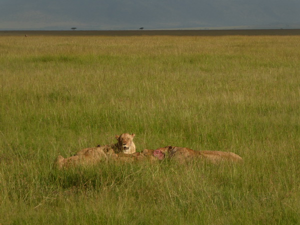 Masai Mara  Simba Löwe Löwen Löwin Löwenjunge