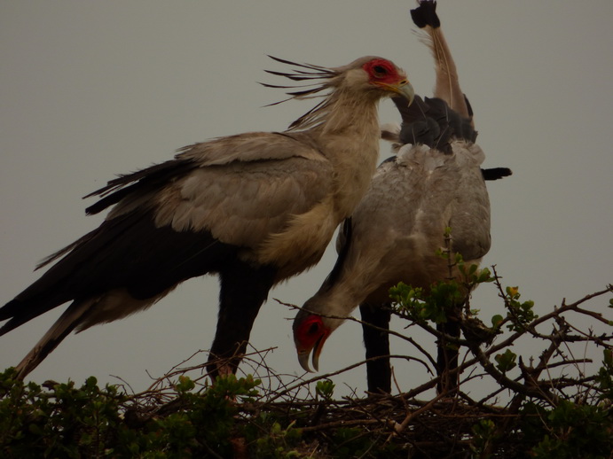 Masai Mara  Sekretär Vogel 