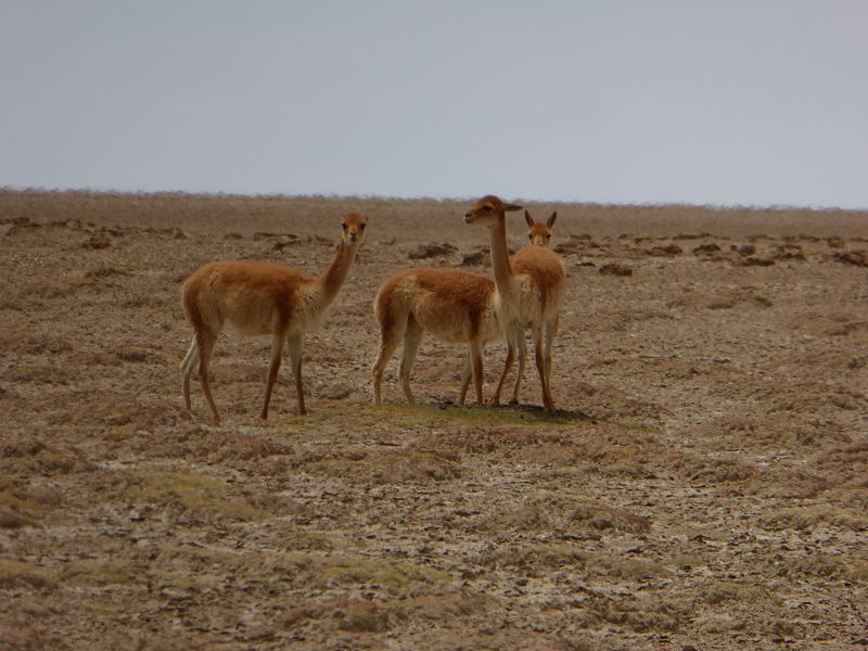 Uyuni Salzstrasse Saltroad Betonsalt Betonharte Piste Berge als Fata Morgana