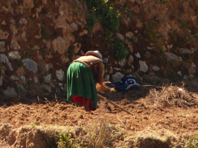 Bolivien Copacabana Lago Titicaca Titicacasee Isla del Sol Isla de Luna Campesinos Kartoffelanbau auf 3800 m