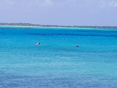   Bonaire Schnorcheln mit MeeresschildkröteBonaire Schnorcheln mit Meeresschildkröten